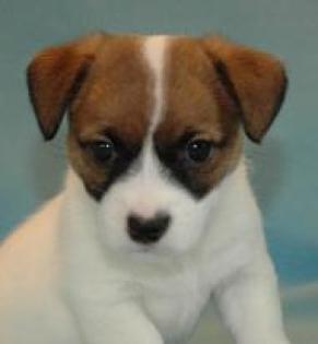 Jack Russell Terrier Welpen