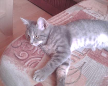Silberggrau getigerter kater vermist