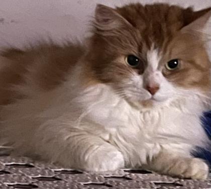 Maine coon katze zum verkaufen