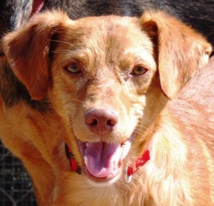 Houdini - anhänglicher, liebevoller Podenco-Mix sucht ein eigenes Körbchen