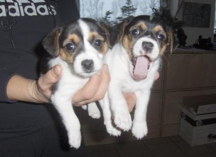 Jack Russel Welpen