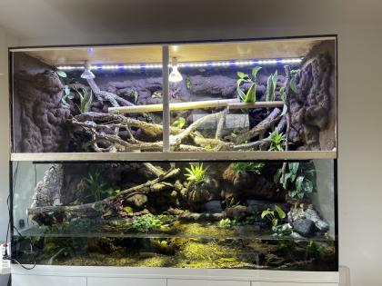 Chamäleon oder Taggecko gesucht für sehr großes Terrarium