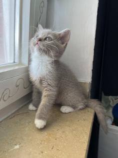 Britisch kurzhaar kitten Katze