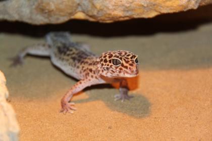 Wunderschönes Terrarium für Geckos mit Zubehör