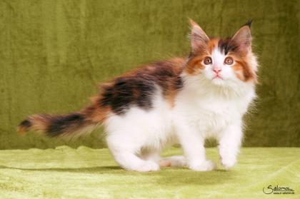 Maine coon Kitten für Liebhaber