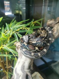 Not Verkauf Boa Constrictor Imperator