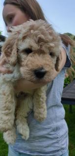 Noch 2 süße Goldendoodle Welpen suchen ihre Traumfamilie
