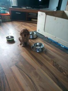 English Cocker Spaniel Welpen