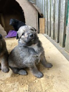 Welpen Bordercollie x Harzer Fuchs