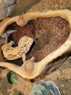 Leopardgecko Mädels