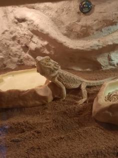 Bartagame mit Terrarium und Zubehör