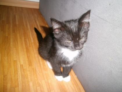 5 Katzenbabys suchen liebevolles zuhause