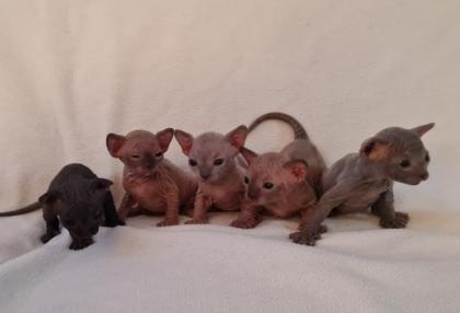 Kanadische Sphynx kitten mit Stammbaum