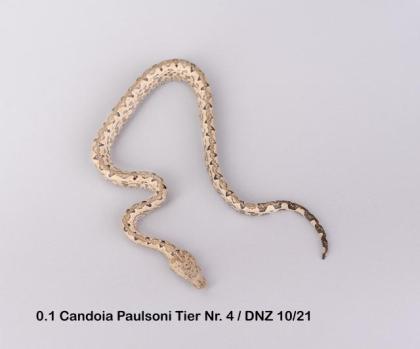 Candoia Paulsoni St. Isabel Nachzuchten