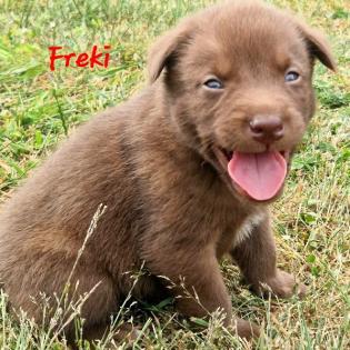 Labradormix Welpen Hündin