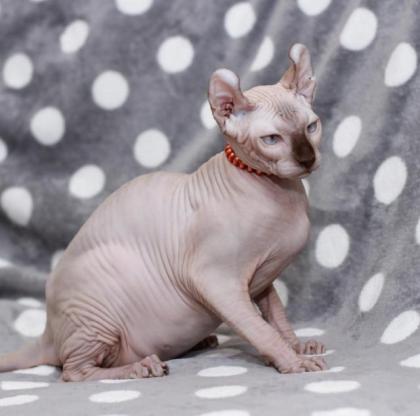 Sphynx katzen