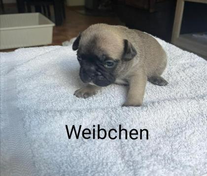 Französische Bulldogge