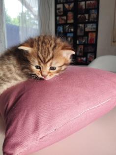 BKH Mix Kitten Preis gilt pro