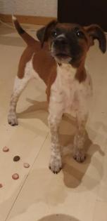 Foxterrier welpe