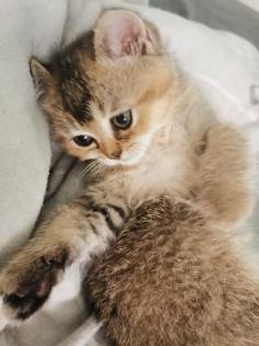 Britisch Kurzhaar Kitten suchen Dosenöffner