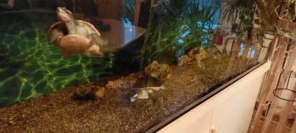 3 emydura subglobosa 2w 1m abzugeben