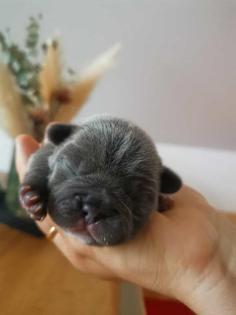 Französische Bulldogge Welpen Blue Line
