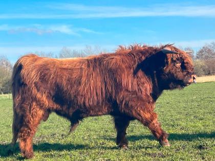 Highland Cattle Bulle Caitano / Hochlandrind - HERDBUCH