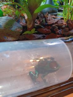 Dendrobates auratus birkhahn 2. 3