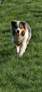 Australian Shepherd 7 Jahre