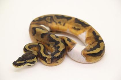 Königspython Piebald