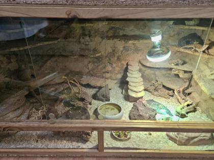 Zwergbartagame mit Terrarium