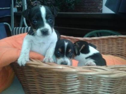 Verkaufe drei kleine Jack Russell Welpen