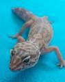 3. 1 Leopardgeckos versch. Morphs