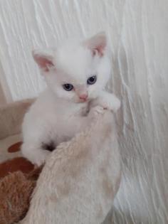Selkirk Rex Kitten