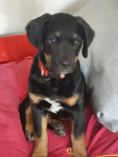 Ich bin Lucky ein labrador-Boxer Mix Boxerdor sucht Hündin für gemeinsames Baby machen Deckrüde
