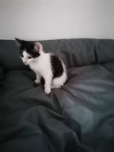 Katzenbabys, Kitten, Katze