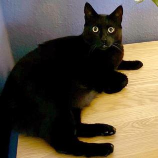 LUNA und KIKI - werden nur zusammen vermittelt weiblich 9 Jahre europäische Kurzhaarkatze