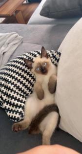 Siam Bluepoint Sealpoint Kitten