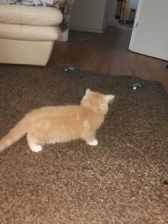 Main coon 2 Monate sucht ganz dringend ein neues Zuhause