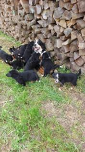 Berner Sennenhund Welpen