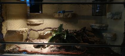 2 adulte Kornnattern Terrarium Zubehör abzugeben