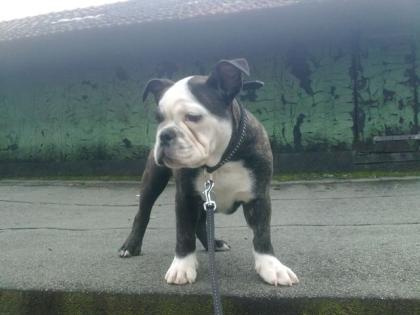 Mein topmodel thyson muss leider weg -