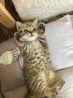 Reinrassige BKH Kitten 2 Katzen bereits reserviert