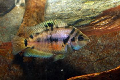 Malawi- u. Tanganjikacichliden