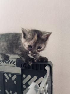 Noch 5 BKH/BLH Mix Kitten