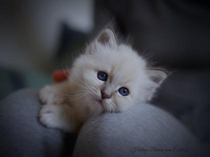 Heilige Birma Kitten mit Stammbaum