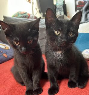 BKH/EKH Mix Kitten suchen ein zuhause
