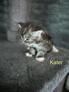 4 Maine Coon Kitten Kater