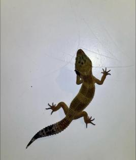 Leopardgeckos