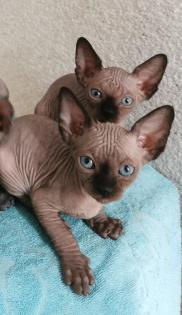 Zuckersüße KanadiaSphynx Kitten